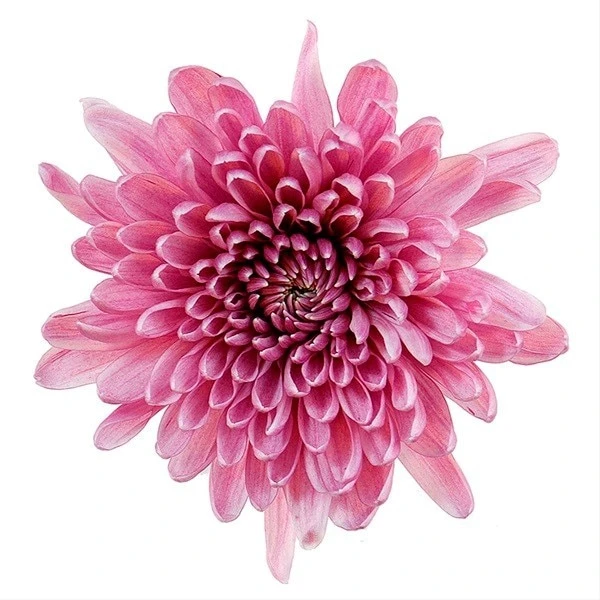 Mum Cremon Pink CONT