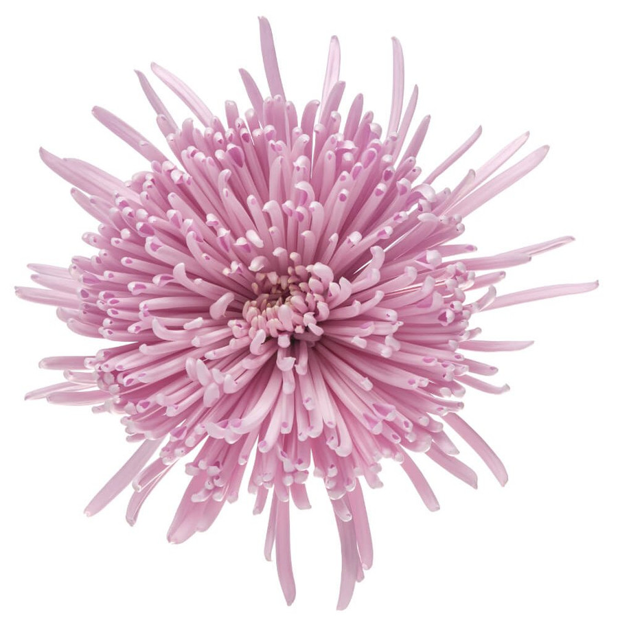 Mum Delistar Lavender b.mark