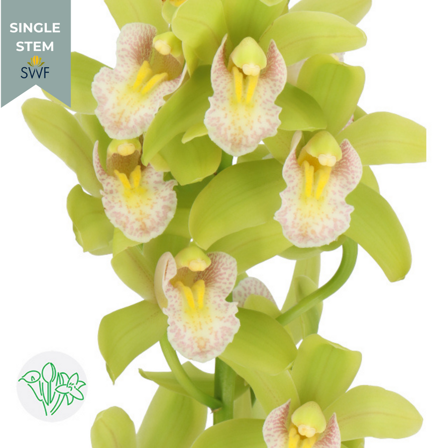 Cymbidium Green holl(STEM)