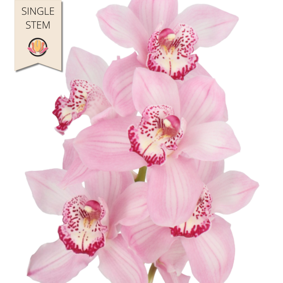 Cymbidium Pink holl(STEM)