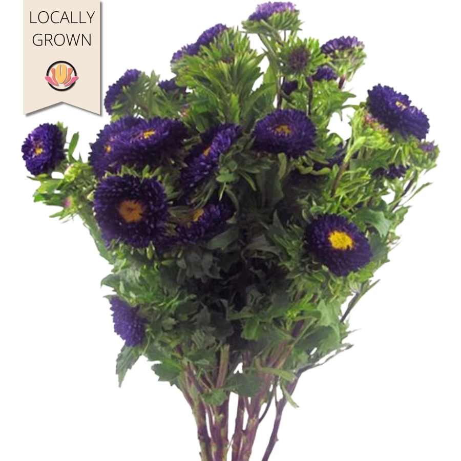 Aster Matsu Purple hendricks