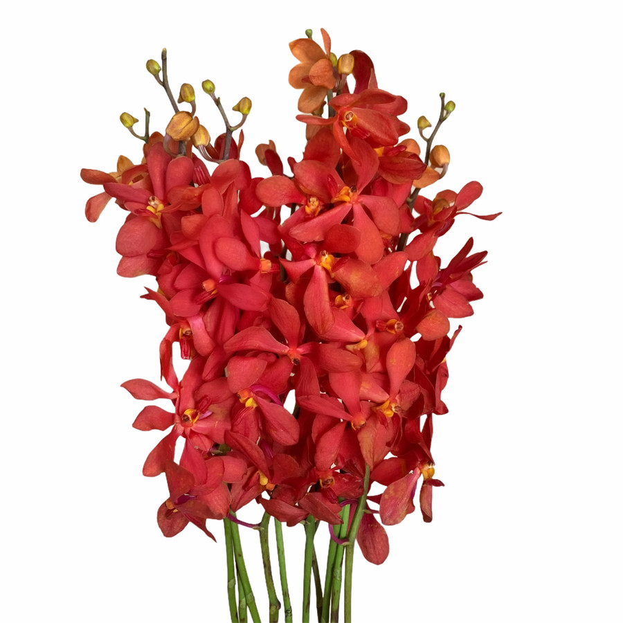 Dendro Mokara Ruby( bu)