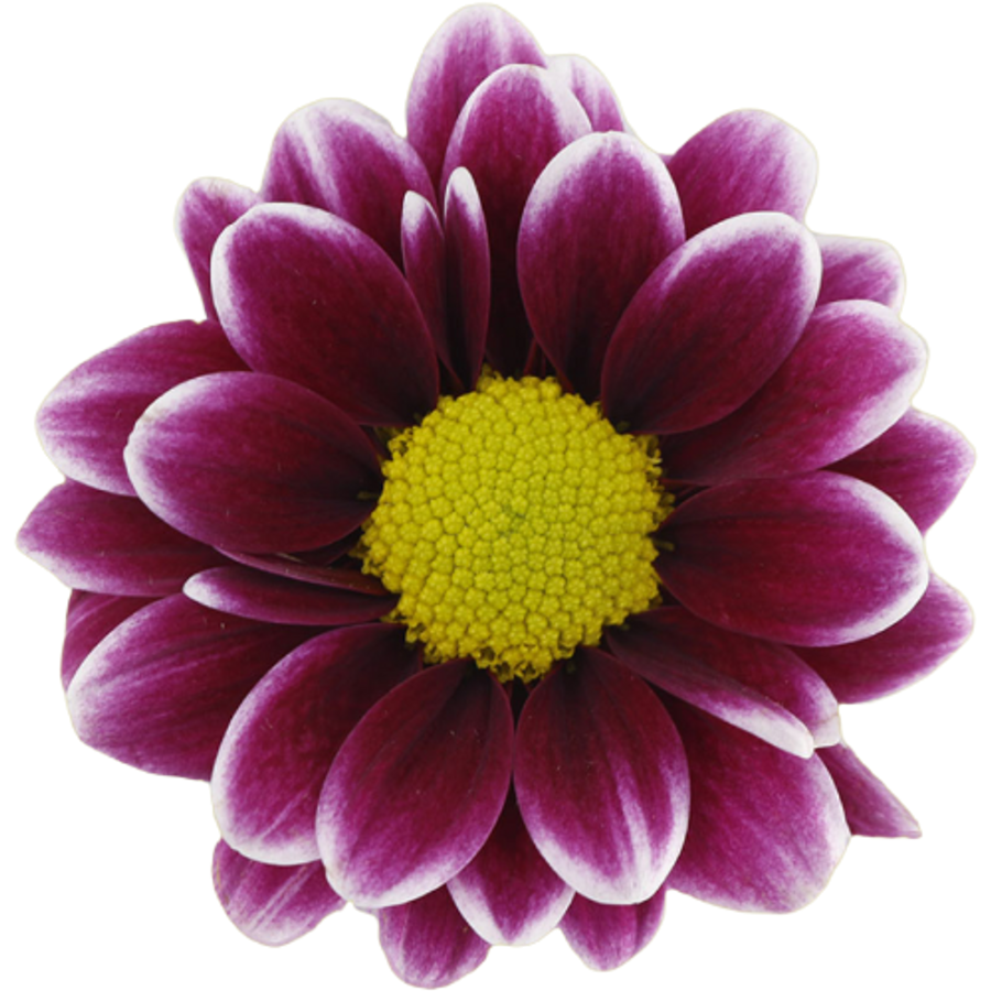 Pom Daisy Handsome b.mark