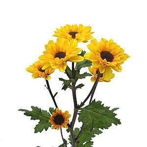Pom Daisy Viking Yellow SOLE