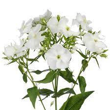 Phlox White holl