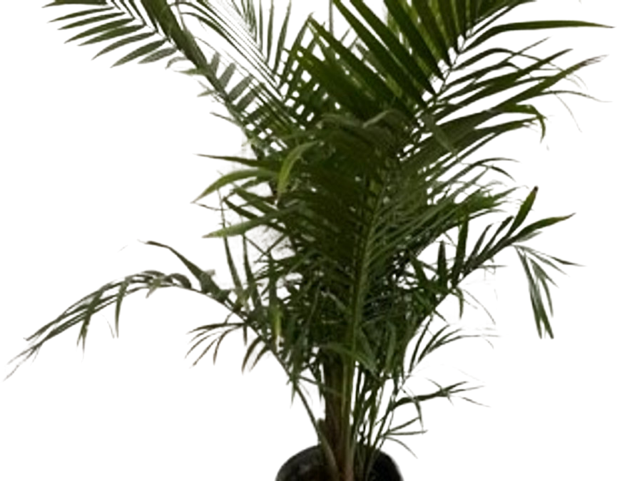 10" POTTED MAJESTY PALM
