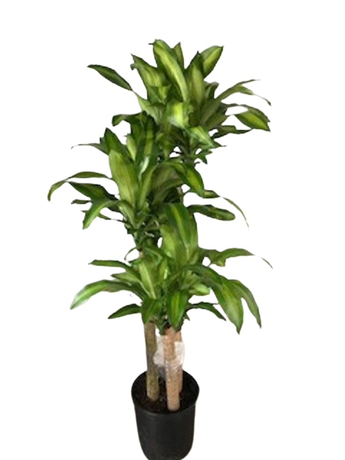 10" POTTED MASS CANE
