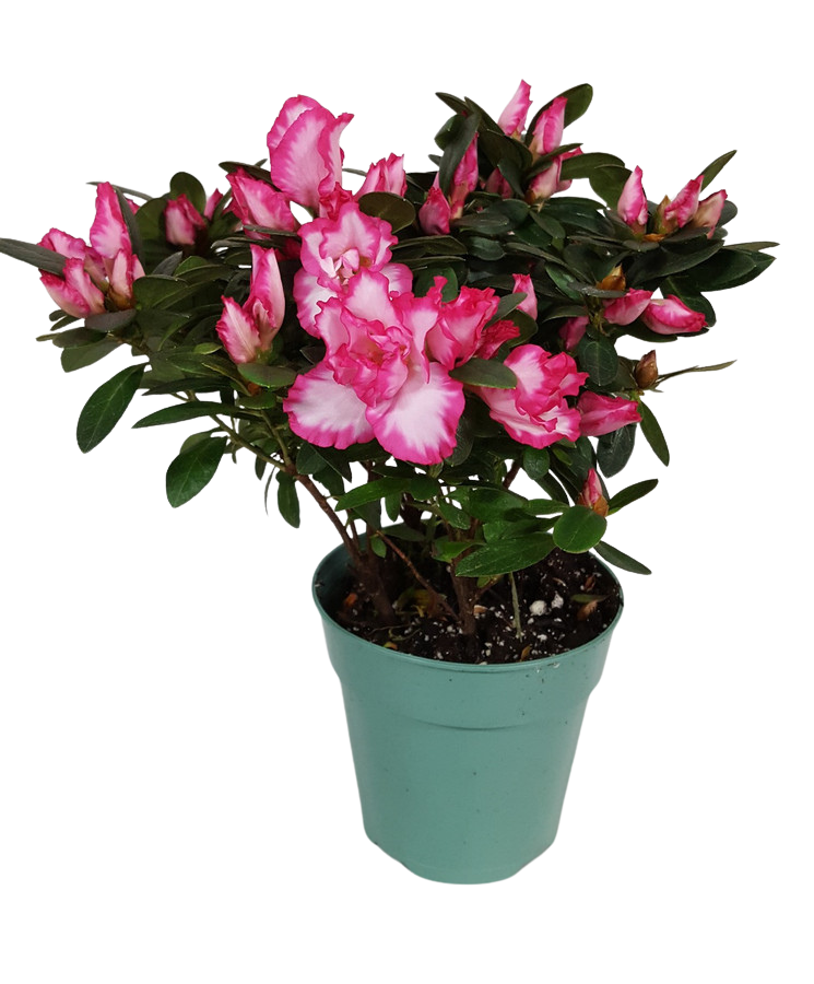 4" BLOOMING AZALEA