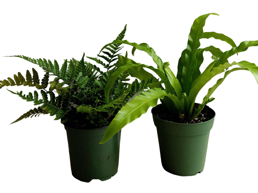 4" POTTED FERNS ASSORTED