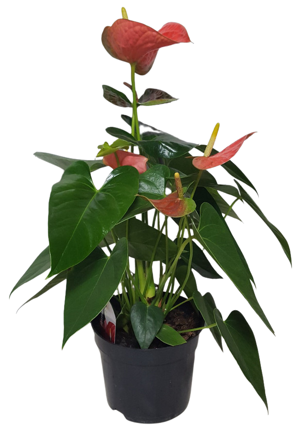 6" BLOOMING ANTHERIUM