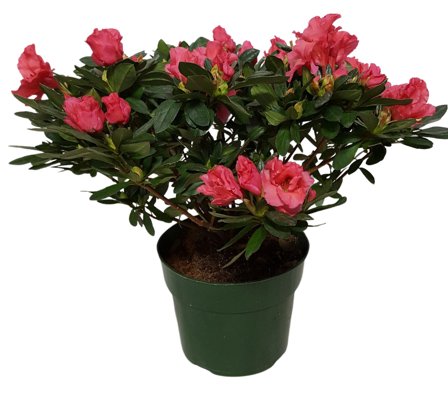 6" BLOOMING AZALEA