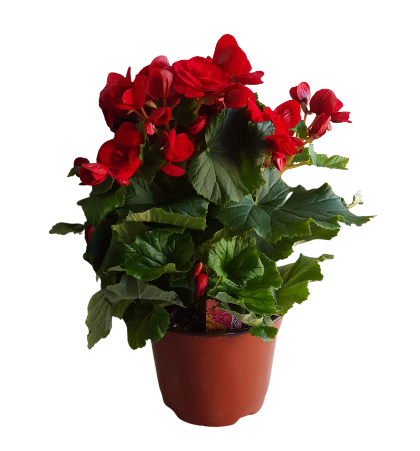 6" BLOOMING RIEGER BEGONIA