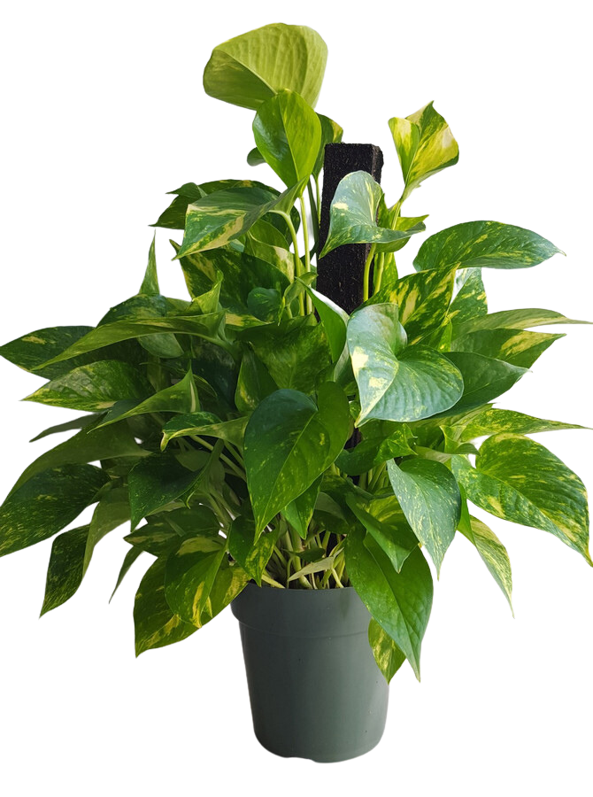 6" POTTED POTHO/POLE