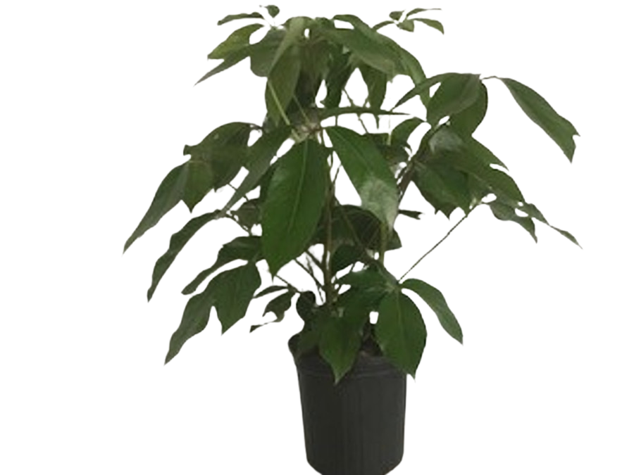 8" POTTED SCHEFF