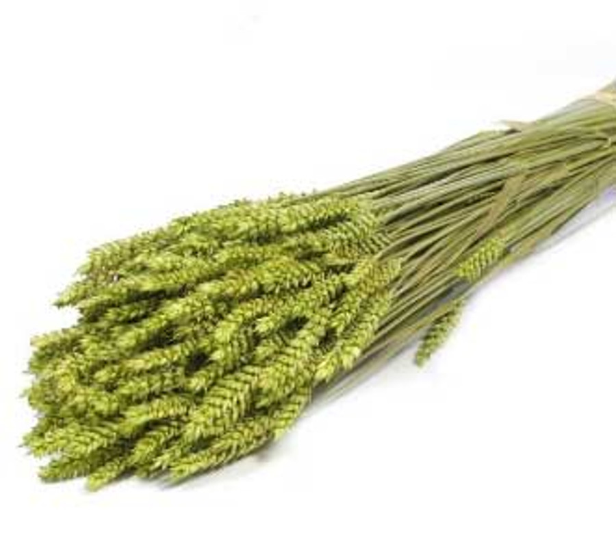 Wheat Grass Green