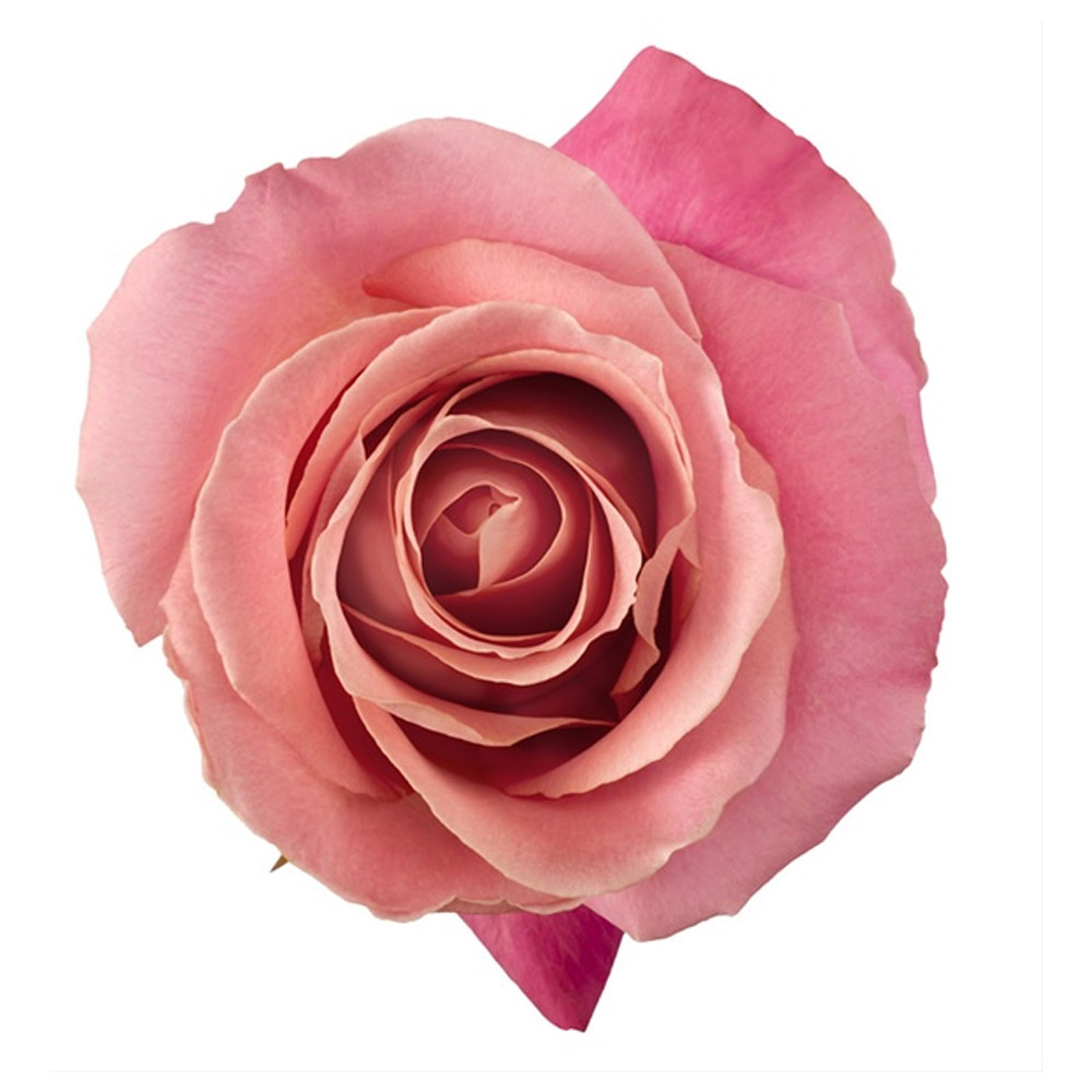 Rose Hermosa 50cm the flo co - SWFlorist