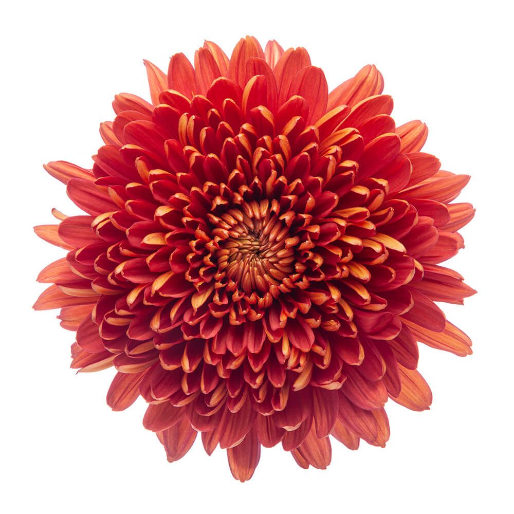 Mum Cremon Tusca Bronze sole SWFlorist