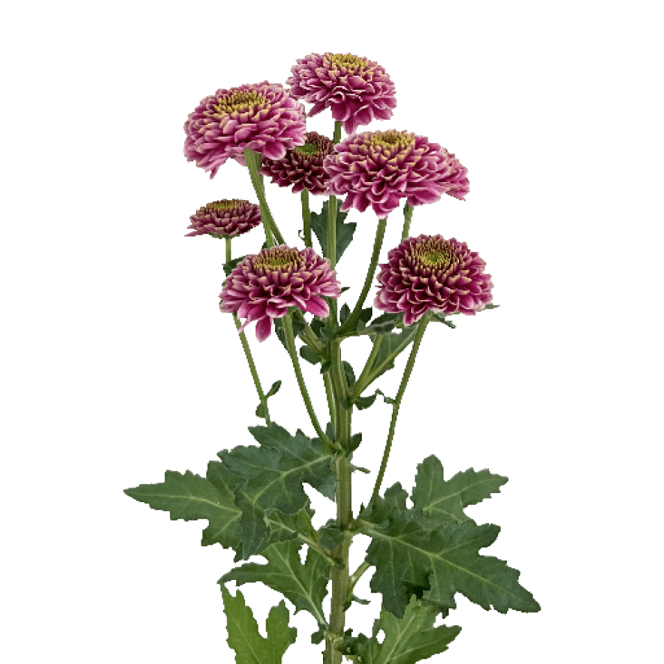 Pom Novelty Okada Purple sole SWFlorist