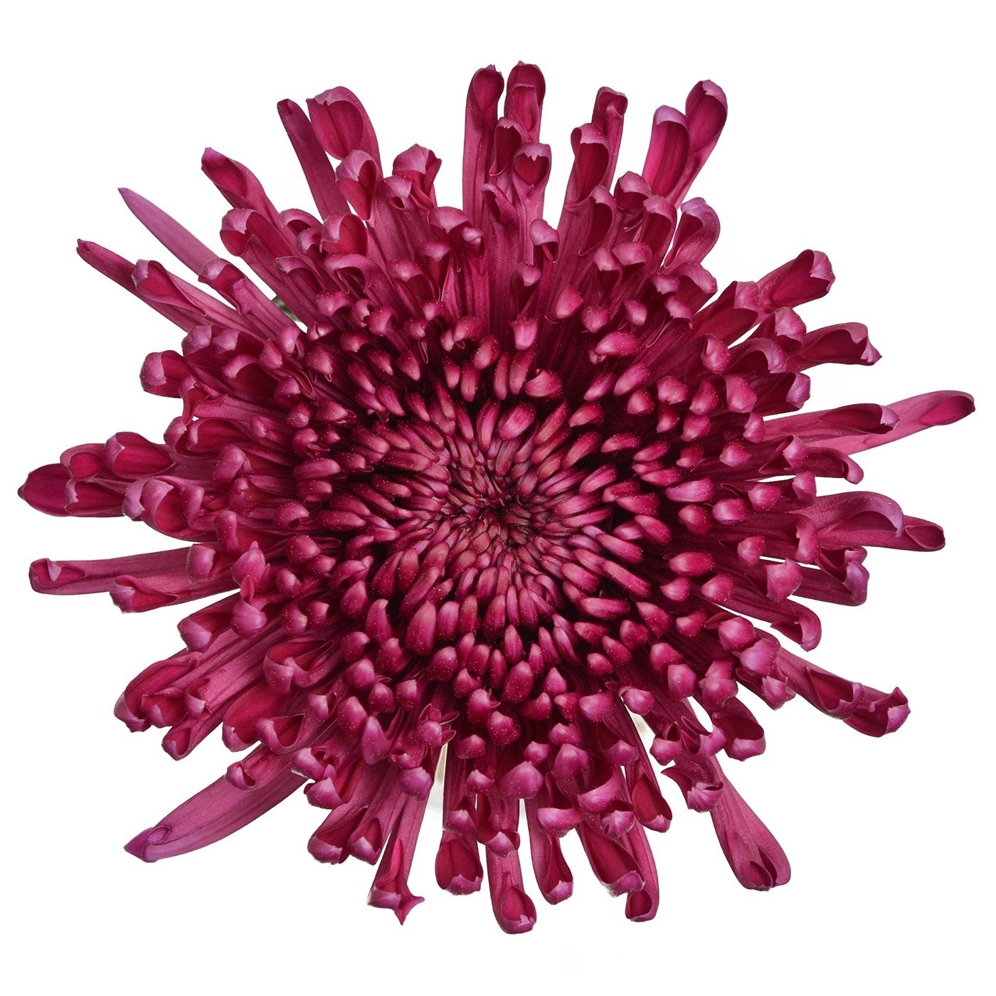 Mum Delistar Nexus Purple tril SWFlorist