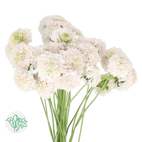 Scabiosa Vanilla Scoop holl