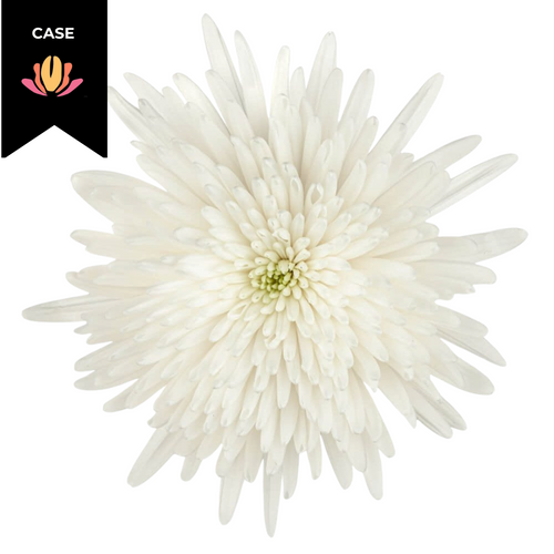 Mum Delistar White (x9 pack case) sole