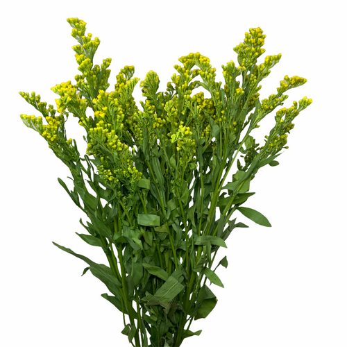 Solidago Golden Glory fresca