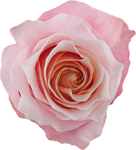 Rose_Flamingo__47571.