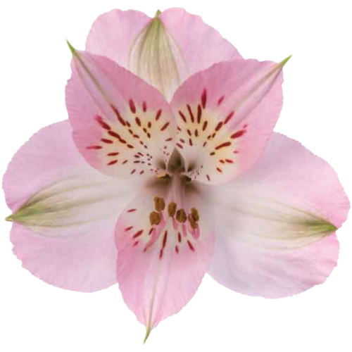 Alstro SupSel LtPink Tessa - SWFlorist