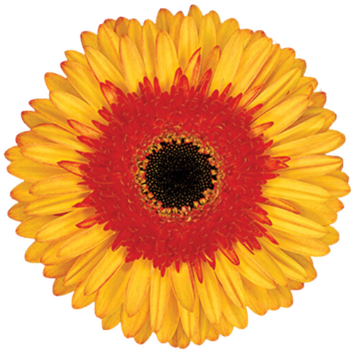 Gerber CandyCorn BiColor UFD SWFlorist