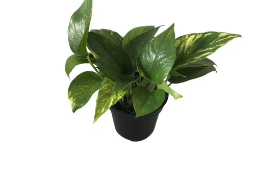 succulent plants online shop Buy Top 4 Die Hard Succulents Pack online from Nurserylive at lowest price main image 1