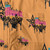 five star GSG mutil color fiesta