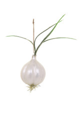 Onion Ornament  Onion Ornament