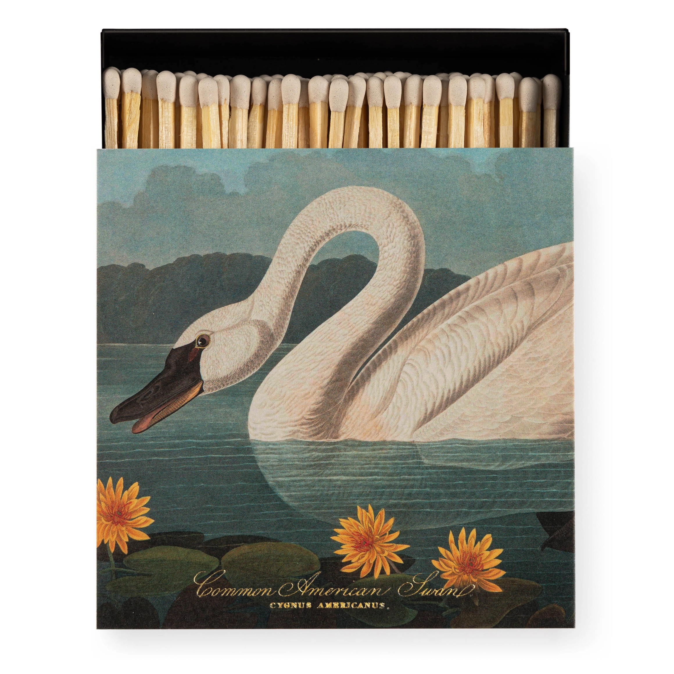 Common American Swan Luxury Matches