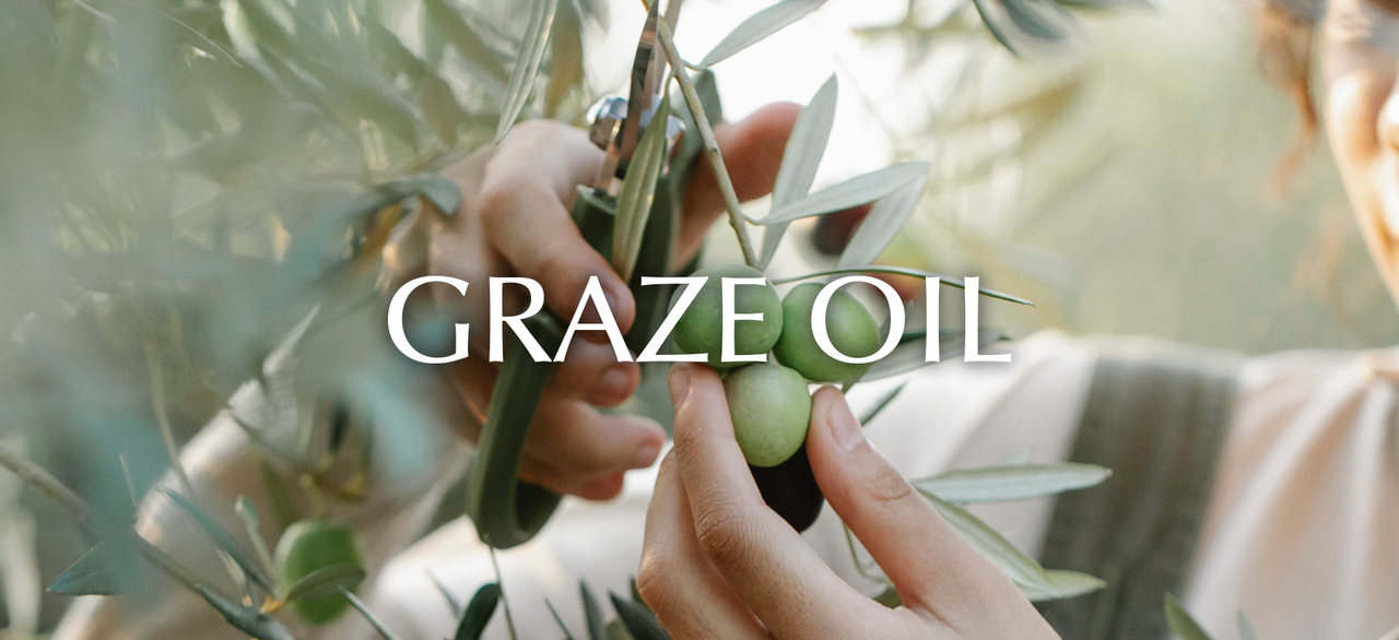 Graze Oil clipping fresh ripe green olives in Australia. Quality of olives  