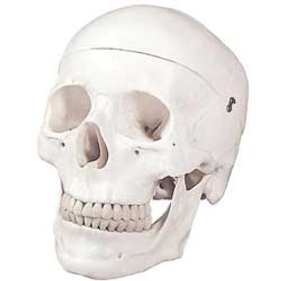 Walter Products Human Skull 9x6x6