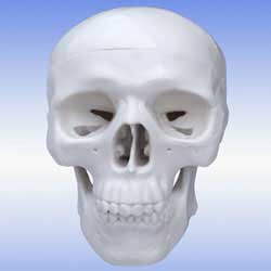 Walter Products Mini Human Skull