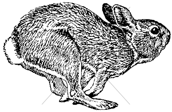 100 Proof Press Rubber Stamp Hopping Hare
