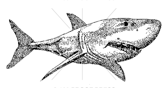 100 Proof Press Rubber Stamp Shortfin Mako Shark