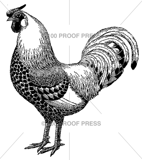 100 Proof Press Rubber Stamp Rooster