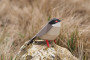 Plego 3D Paper Figure Bird Sardinian Warbler