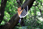 Plego 3D Paper Figure Bird Hoopoe