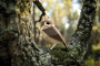 Plego 3D Paper Figure Bird Little Owl Plego 3D Paper Figure Bird Little Owl
