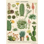 Cavallini Gift Wrap 20" x 28" Sheet Cacti & Succulents