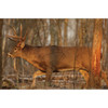 Birchwood Casey 37481 EZEScorer  Whitetail Deer Paper Hanging 23 x 35 MultiColor 2 Per Pkg UPC: 029057374810