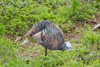 MONTANA DECOY 0043 DINNER BELLE HEN UPC: 851234000430