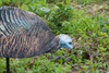 MONTANA DECOY 0043 DINNER BELLE HEN UPC: 851234000430