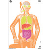 ALLEN EZ AIM 23X35 MAKIN BONES 3PK UPC: 026509068112
