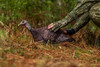 Primos® Photoform Leading Hen Decoy UPC: 010135690687