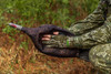 Primos® Photoform Leading Hen Decoy UPC: 010135690687