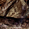 ALLEN TARP M DUTY 8'X10' MO COUNTRY UPC: 026509034445